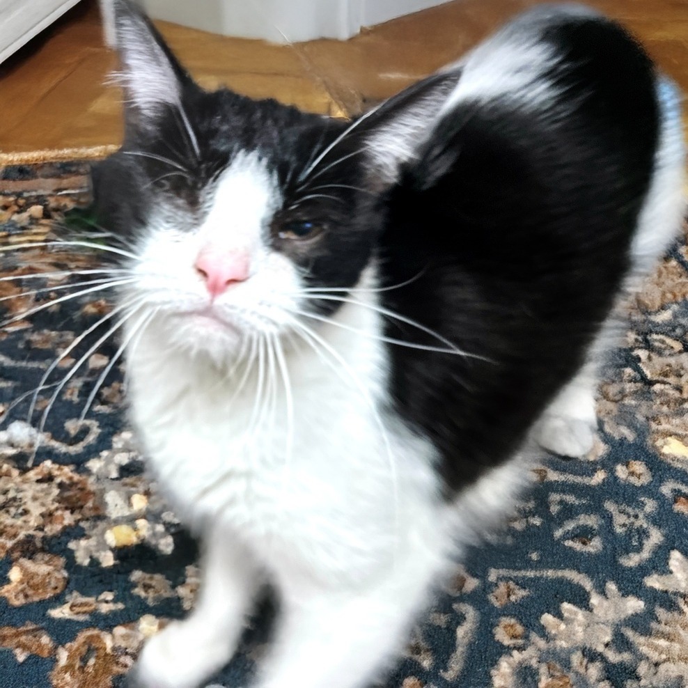 Nugget MVP — thumbnail 7