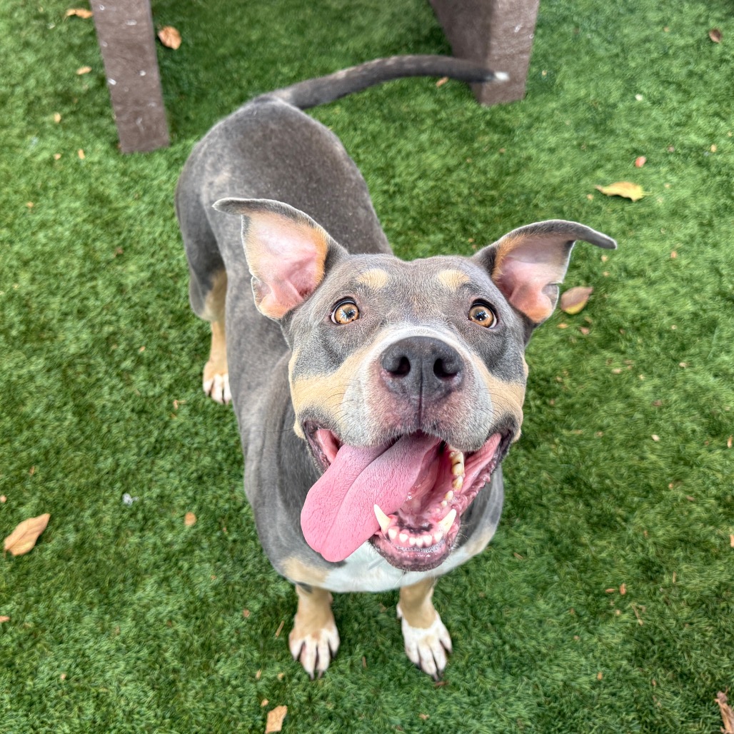 Pit Bull