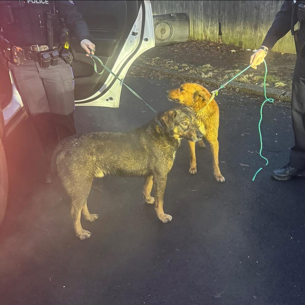 Buster — thumbnail 3