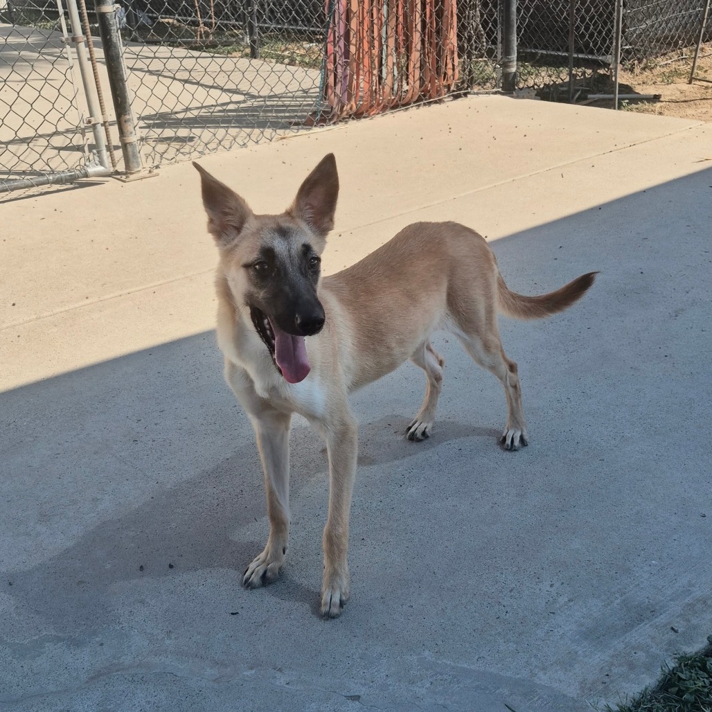 JESSENIA - Shepherd available for adoption