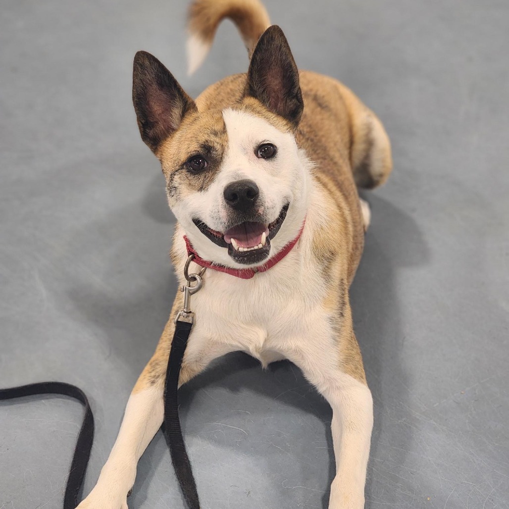 Tygren — thumbnail 4