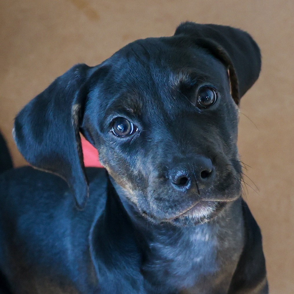 Igloo — thumbnail 3