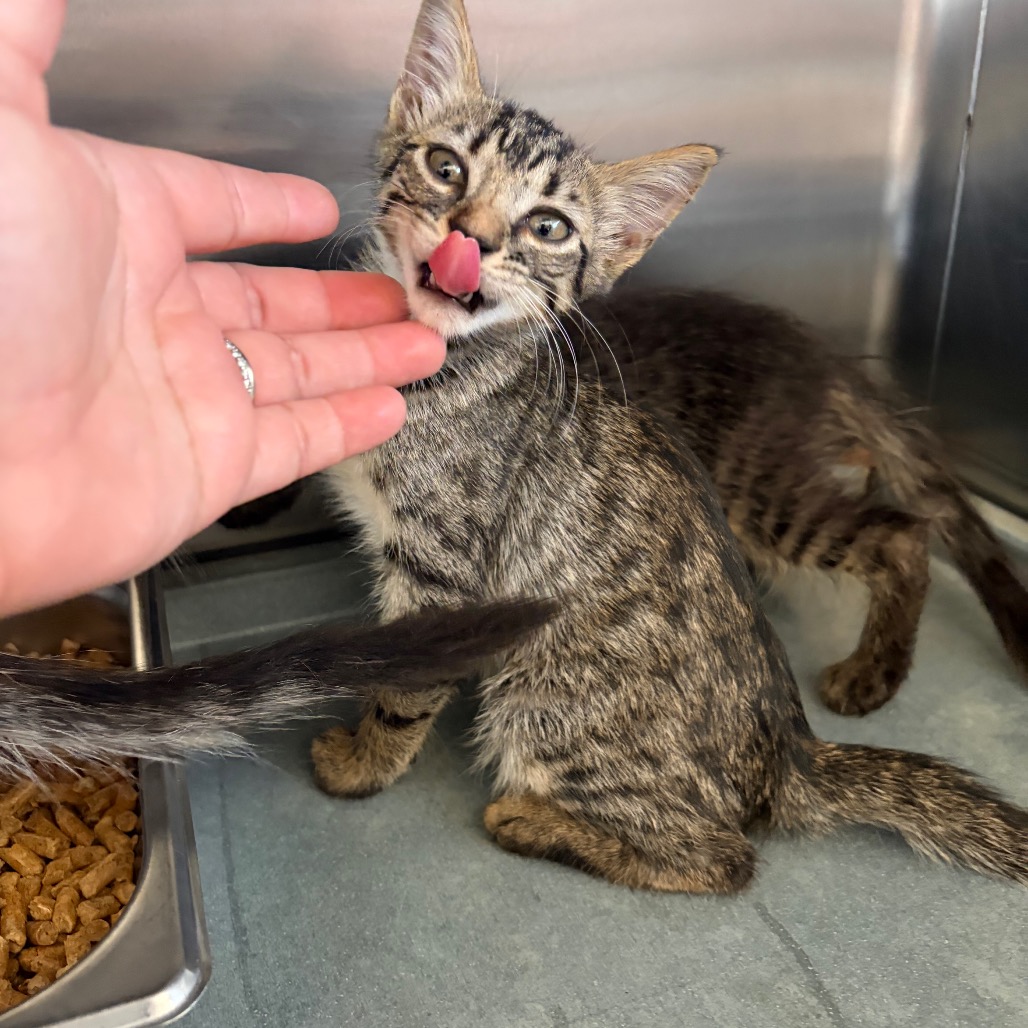 FELINE TORCH - Domestic Shorthair available for adoption