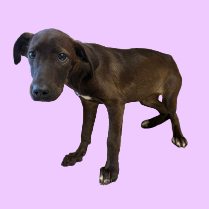 Tusc Stray 82267