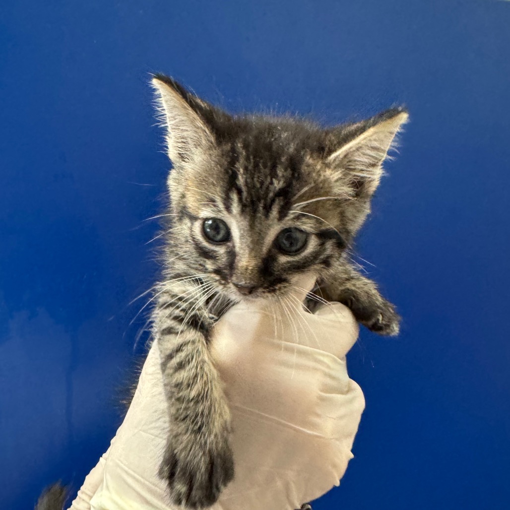 MEENY - Domestic Shorthair available for adoption