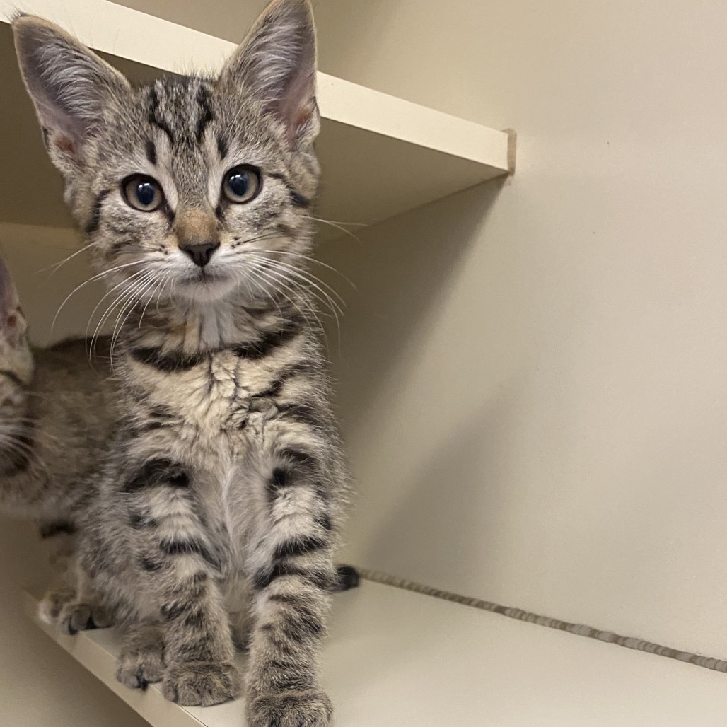 CRICKET COBWEB - Domestic Shorthair available for adoption
