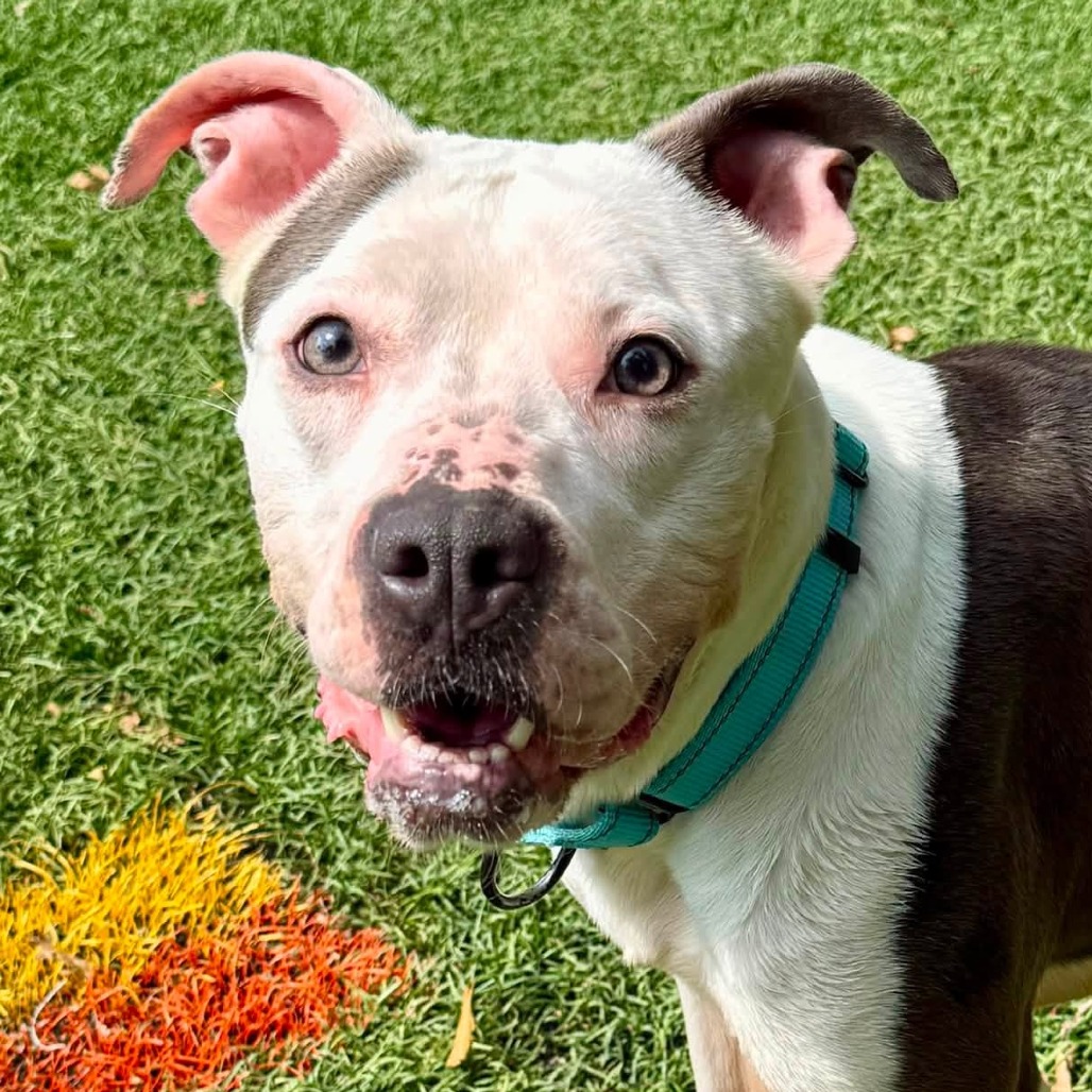 ELLIE - Terrier / American Pit Bull available for adoption
