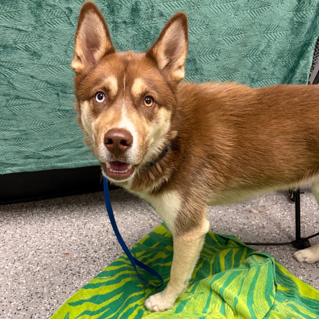 RHYAN - Husky available for adoption