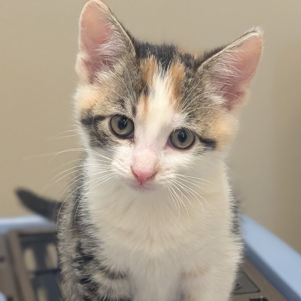 COCO - Domestic Shorthair available for adoption