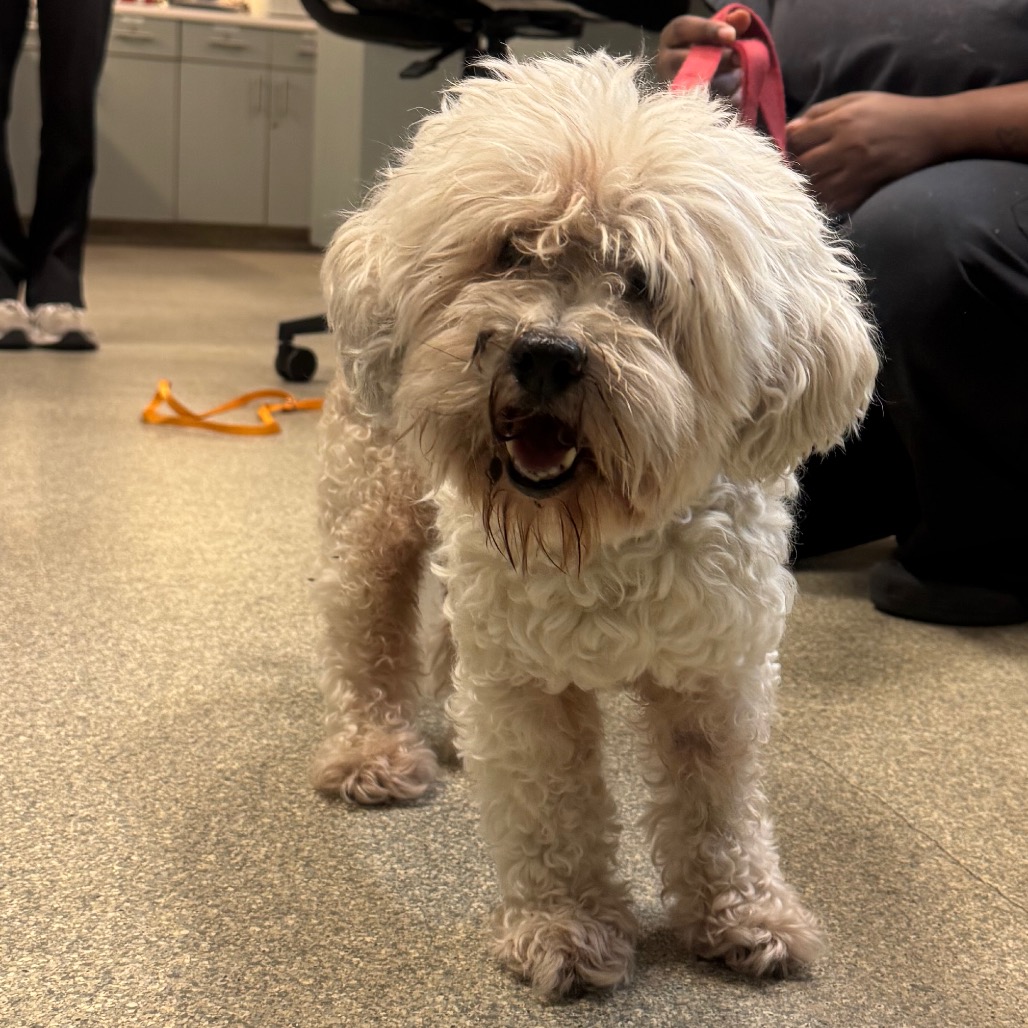 Mr. Scruffleton