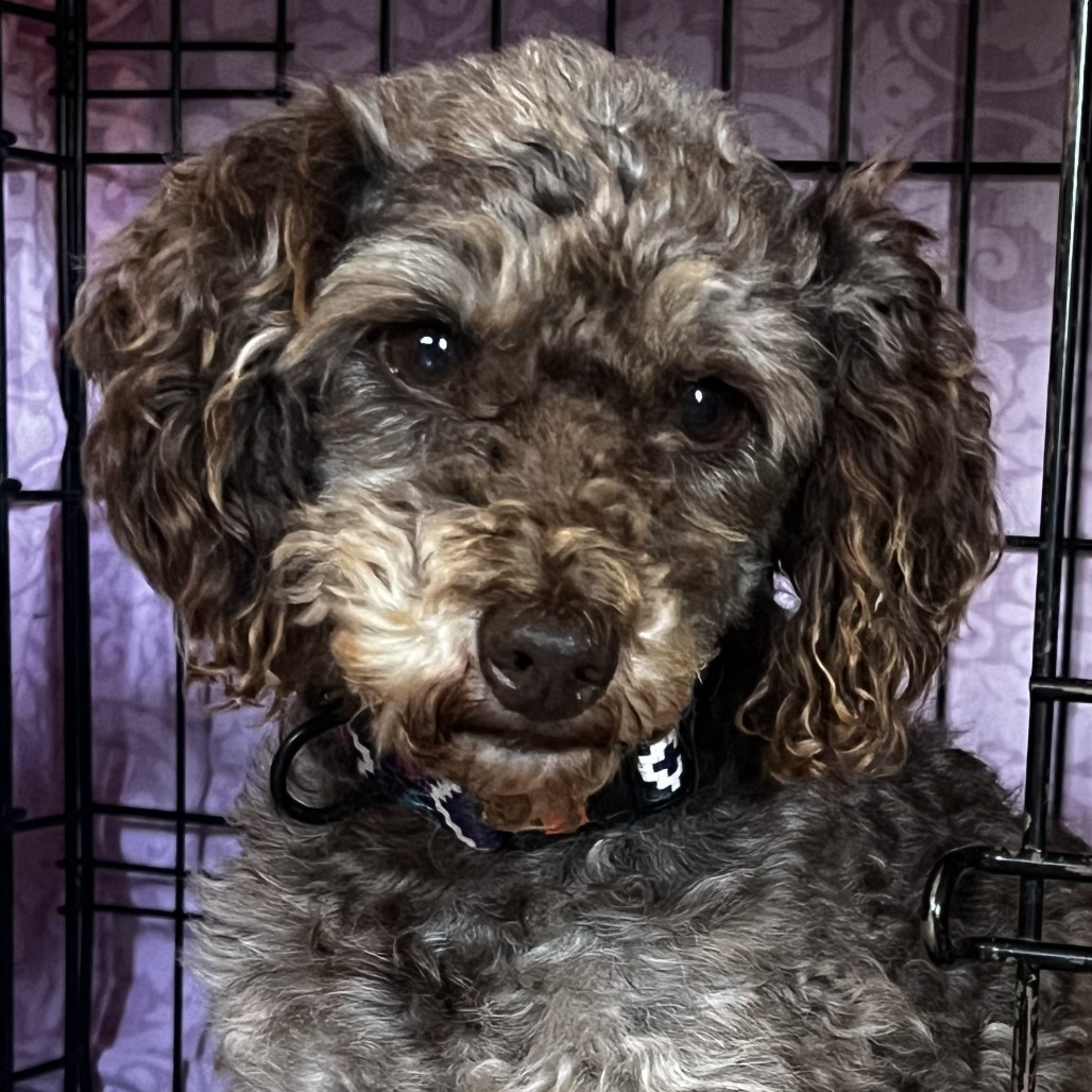 Vincent VanDog  (Vinny)