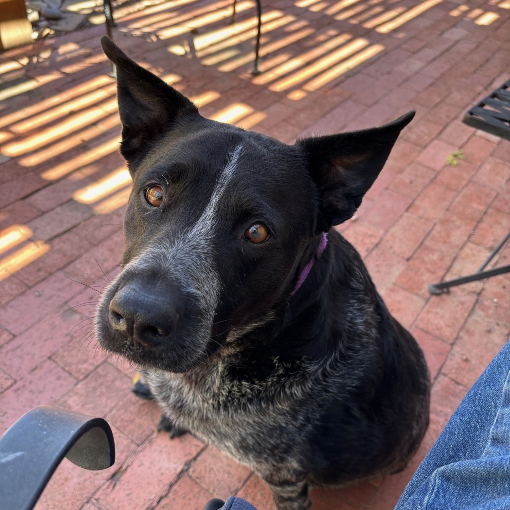 Josie — thumbnail 2