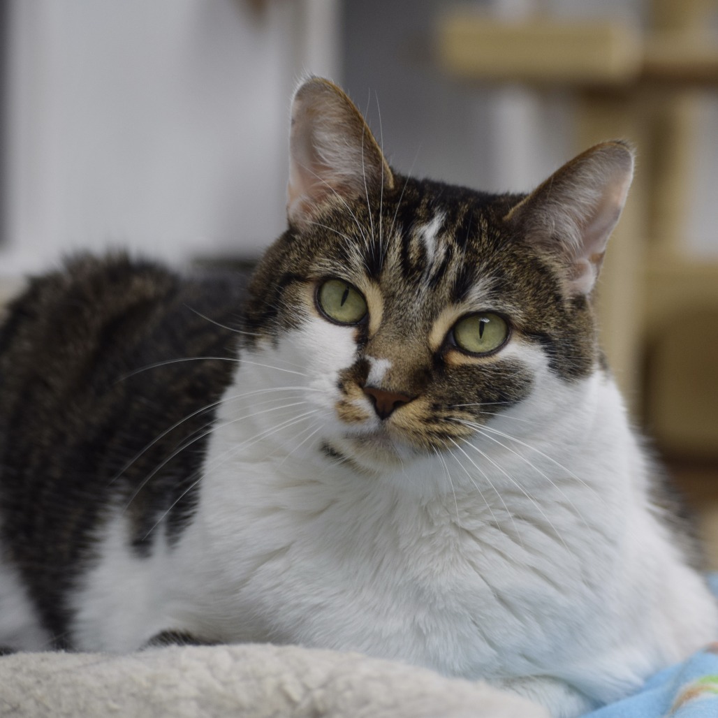 Cats | OldHam County Humane Society | La Grange, KY