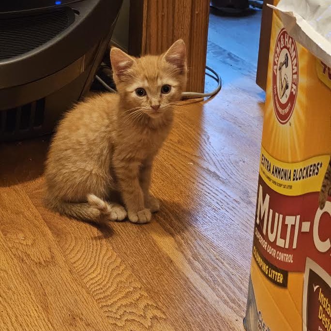 TILLY - Domestic Shorthair available for adoption