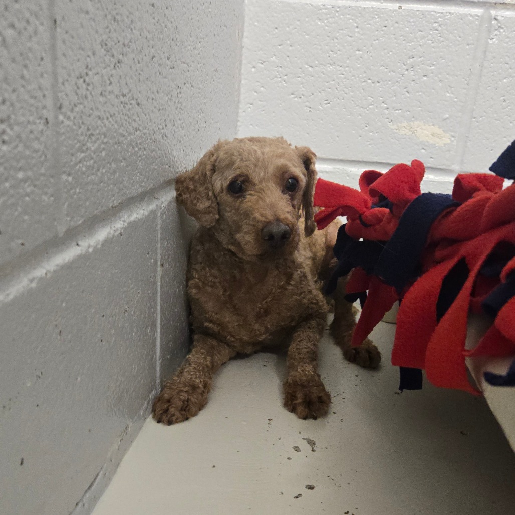 Eeyore — thumbnail 3