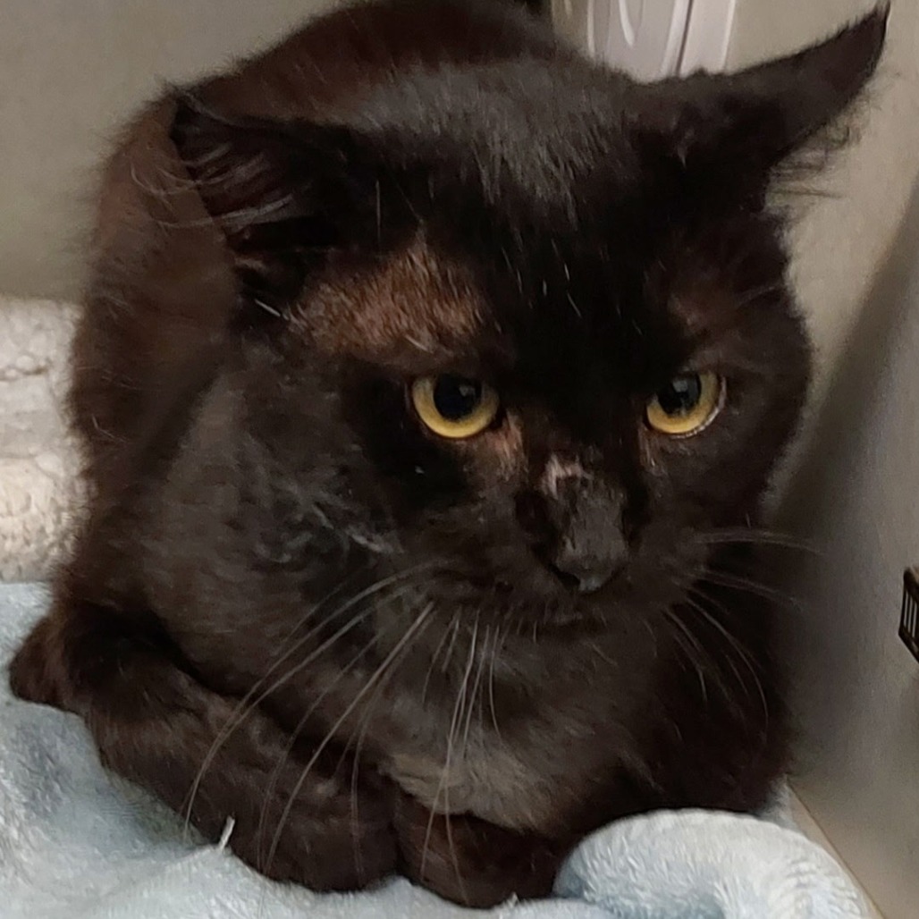 GILL - Domestic Shorthair available for adoption