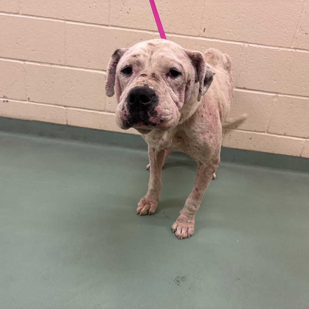 Moss — thumbnail 5