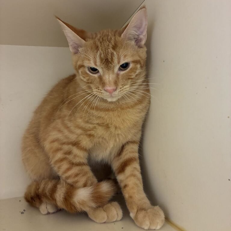 JUJUBE - Domestic Shorthair available for adoption