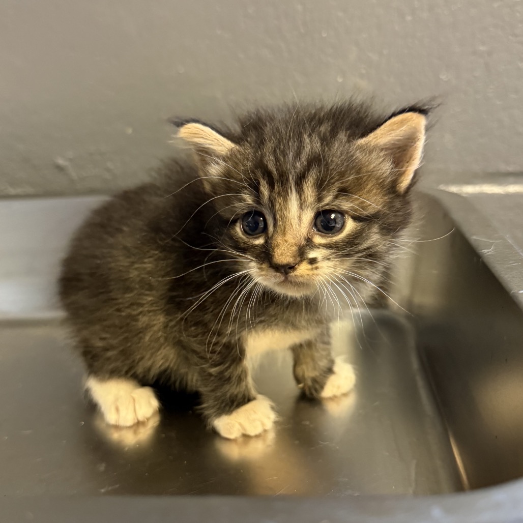 Tusc Stray 85648 2 3