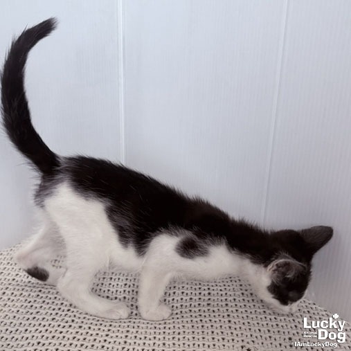 NOLAN - Domestic Shorthair available for adoption