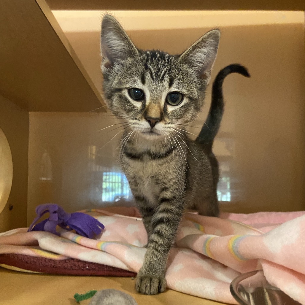 HALLIE - Domestic Shorthair available for adoption