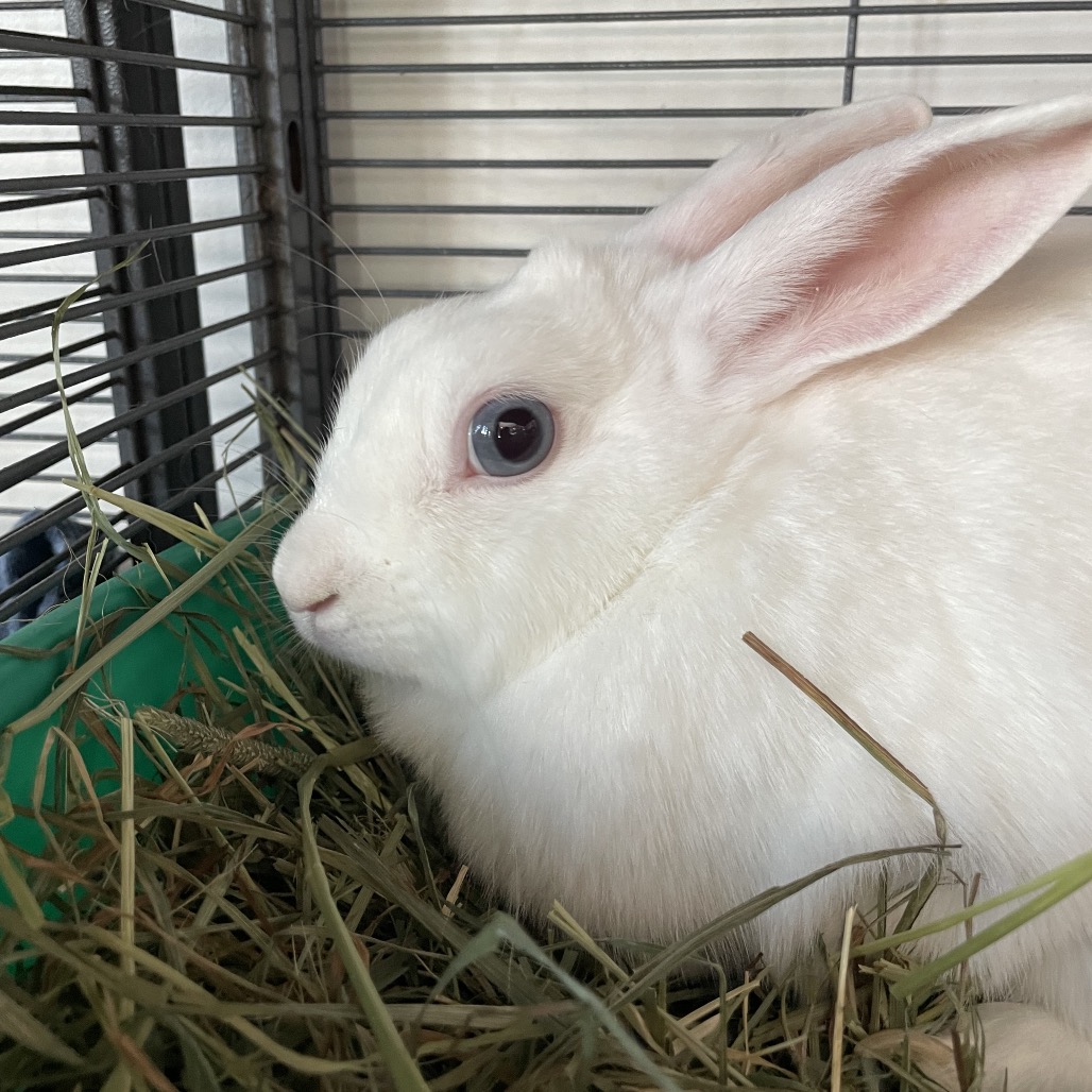 APPLEBEE - American available for adoption