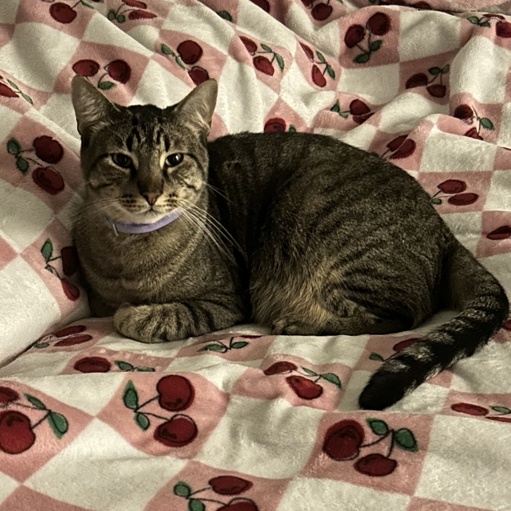 BEAN - Domestic Shorthair / Mix available for adoption