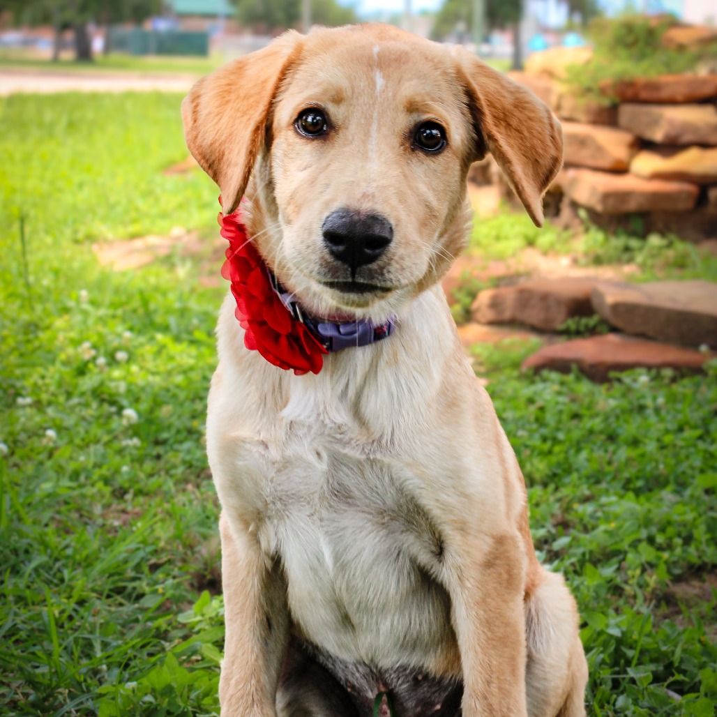 Poppy, an adoptable dog at SPCA-BC
