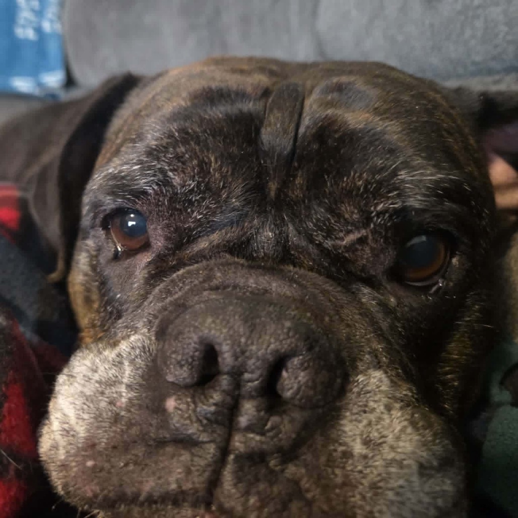 Pepper, photo 13