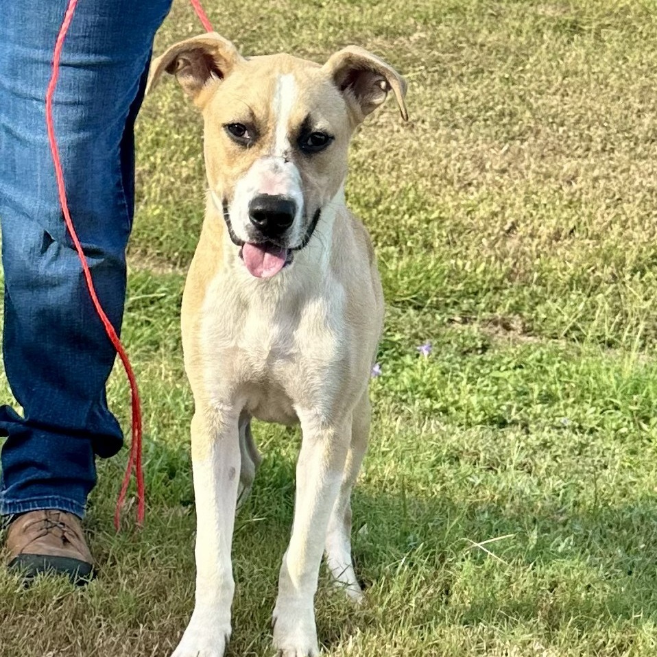 AMARANTH - Mixed Breed (Medium) available for adoption