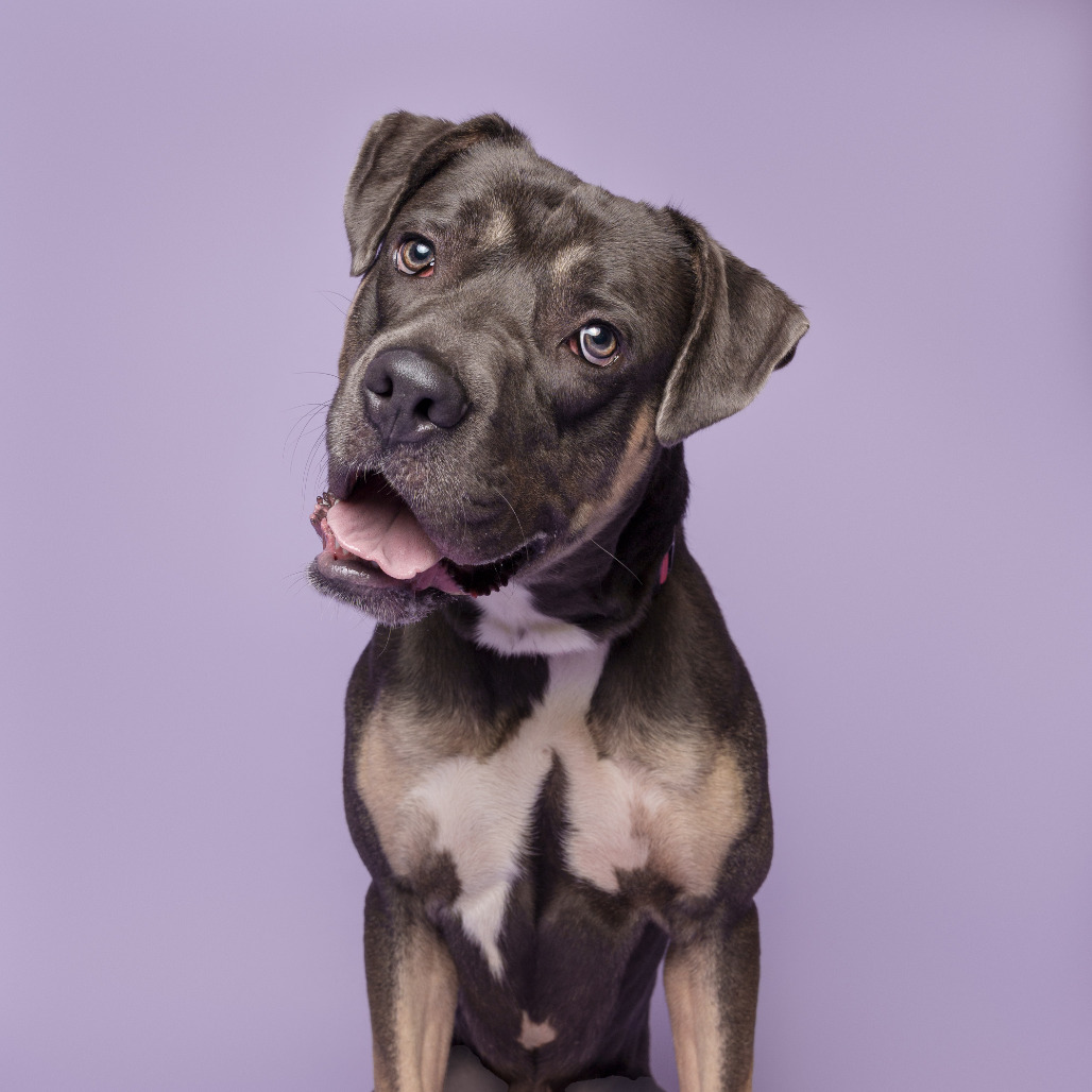 Photo of Shiloh