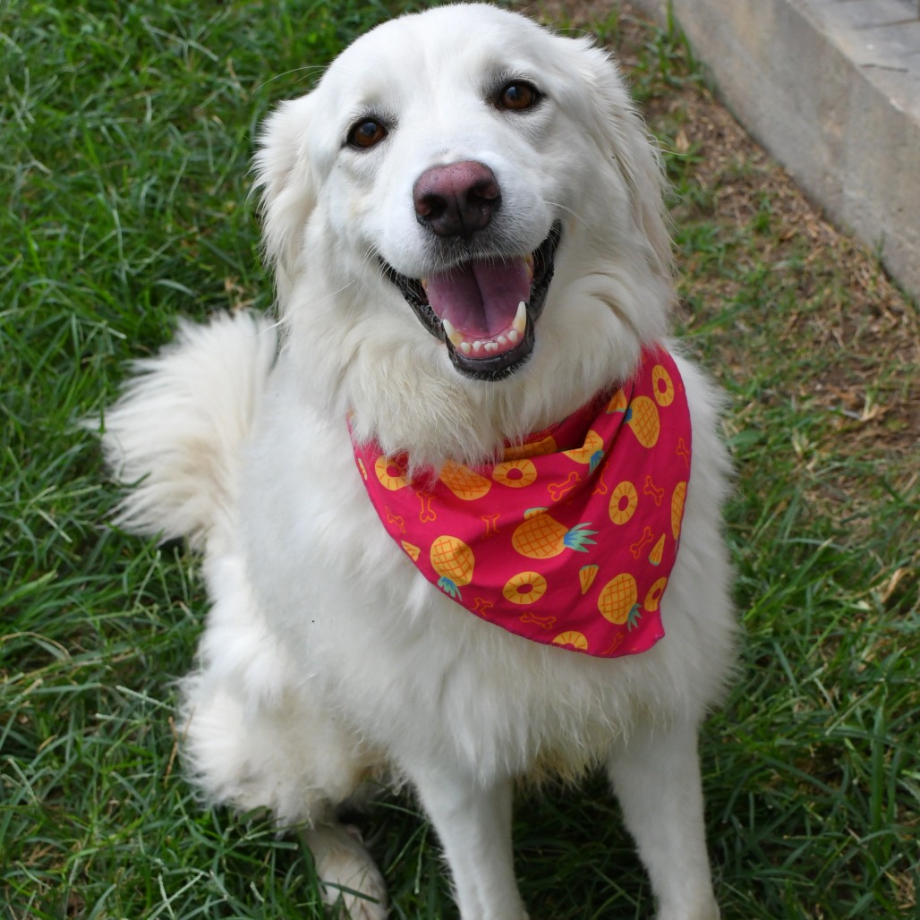MISS GUMBALL - Pyrenees / Great available for adoption
