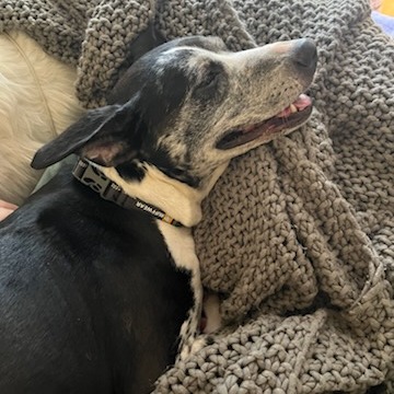 Beesly, photo 9