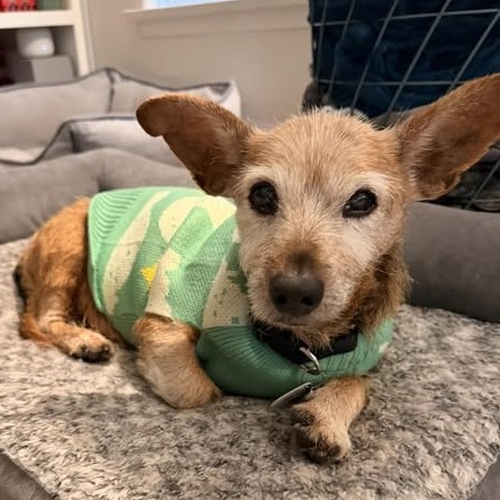 Burl Ives is available for adoption at Frosted Faces Foundation