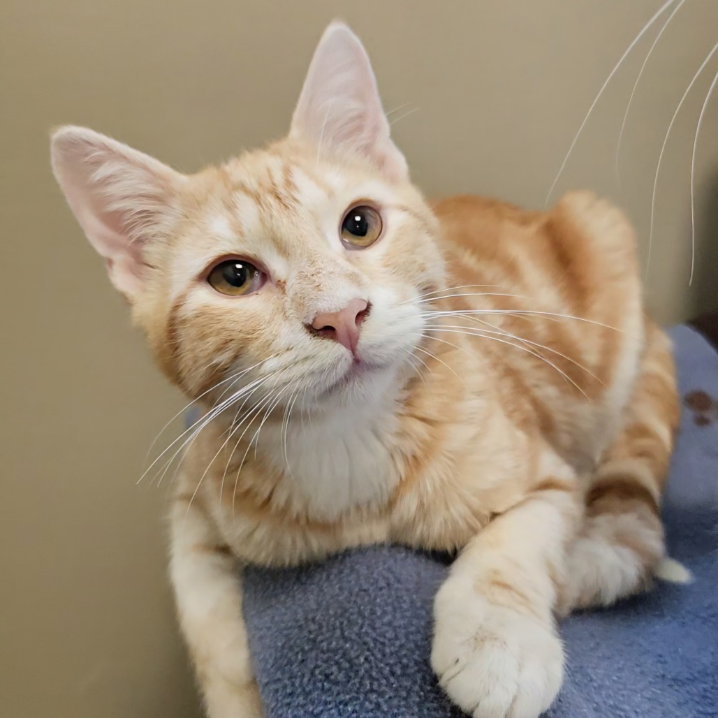 PAUL - Domestic Shorthair available for adoption