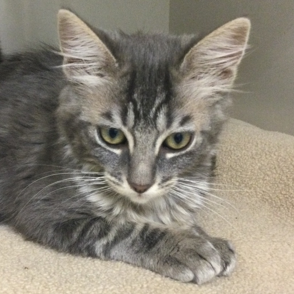 Milk - Domestic Medium Hair