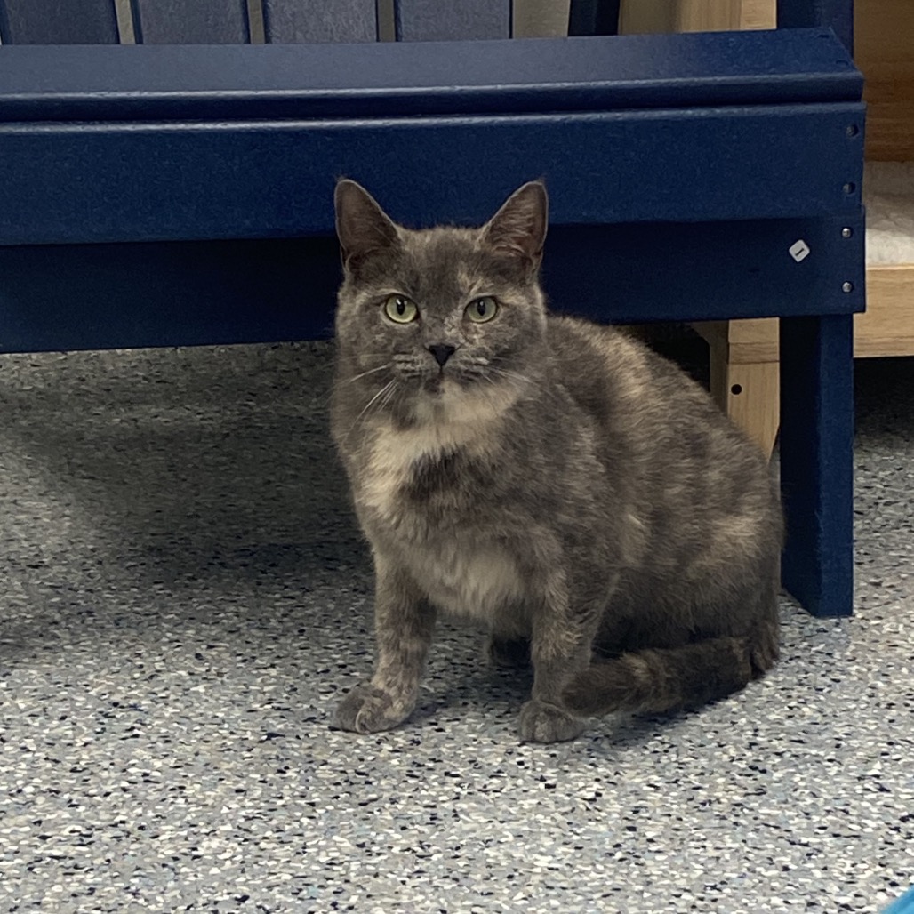 JOCELYN - Domestic Shorthair available for adoption