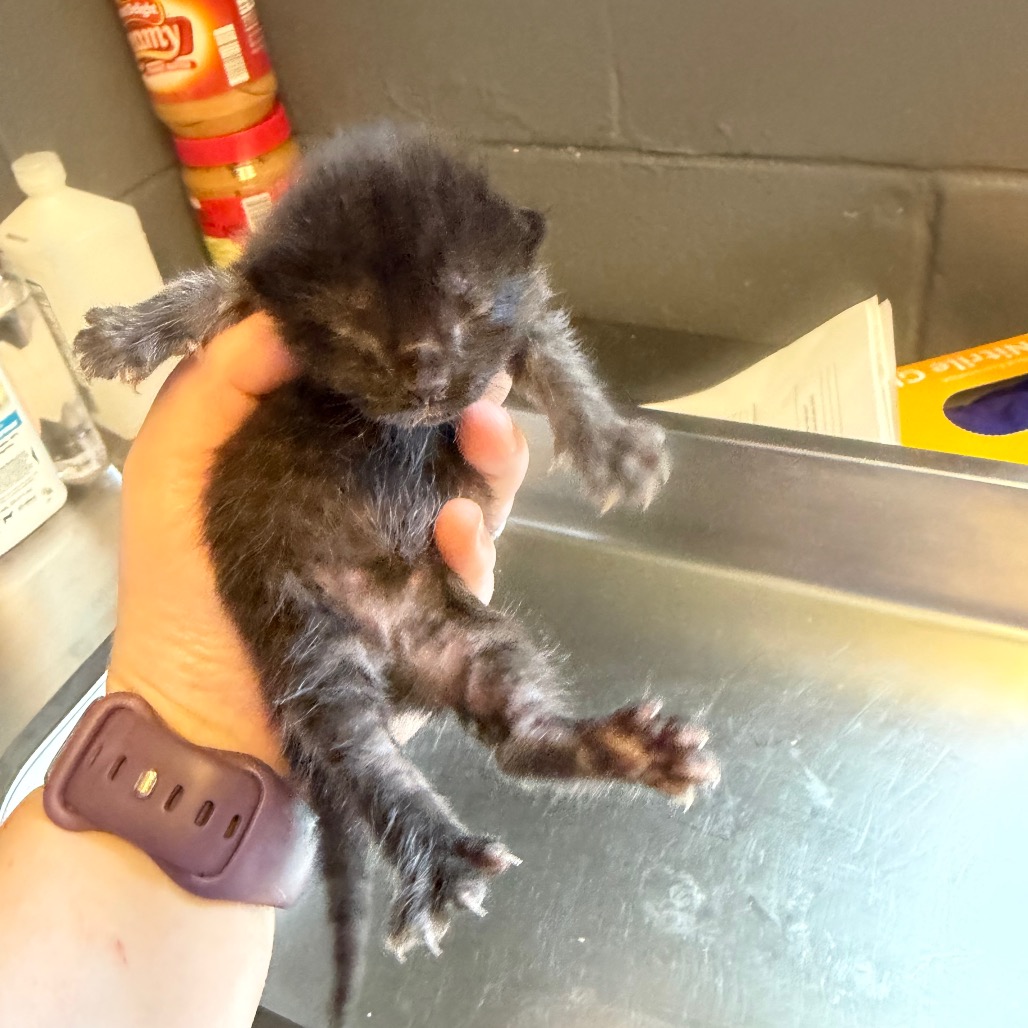 Tusc Stray 85217 2 3