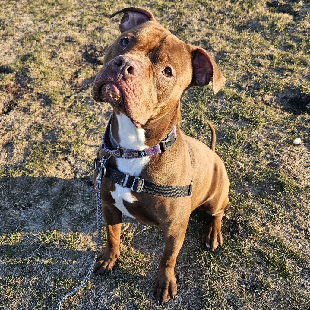 Roscoe — thumbnail 4