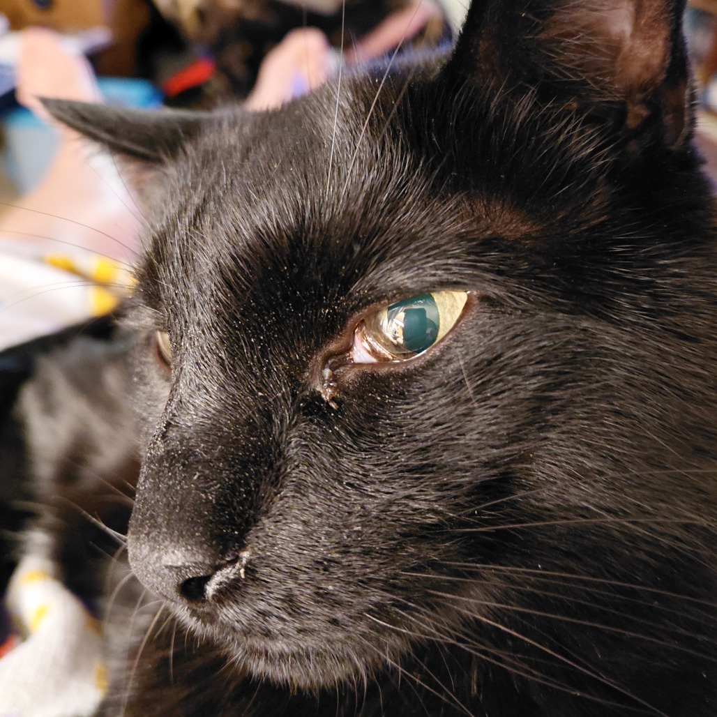 Photo of Sammy 7