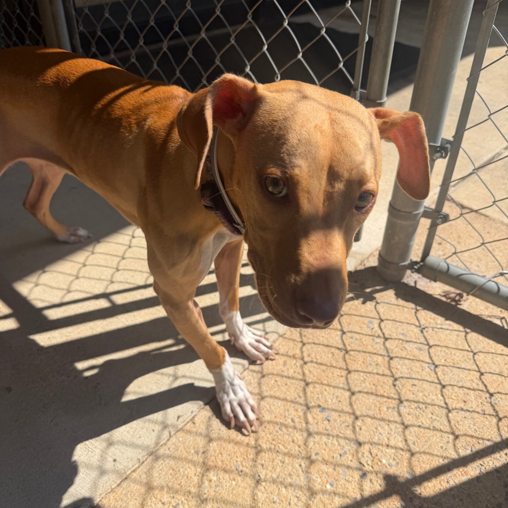 Pit Bull