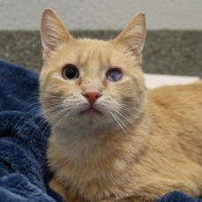 Apple — thumbnail 3