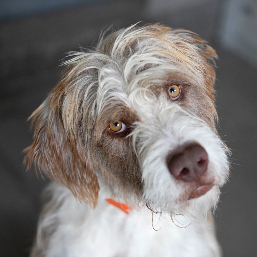 JAMESY (AG26-213) - Poodle, Standard / Mix available for adoption