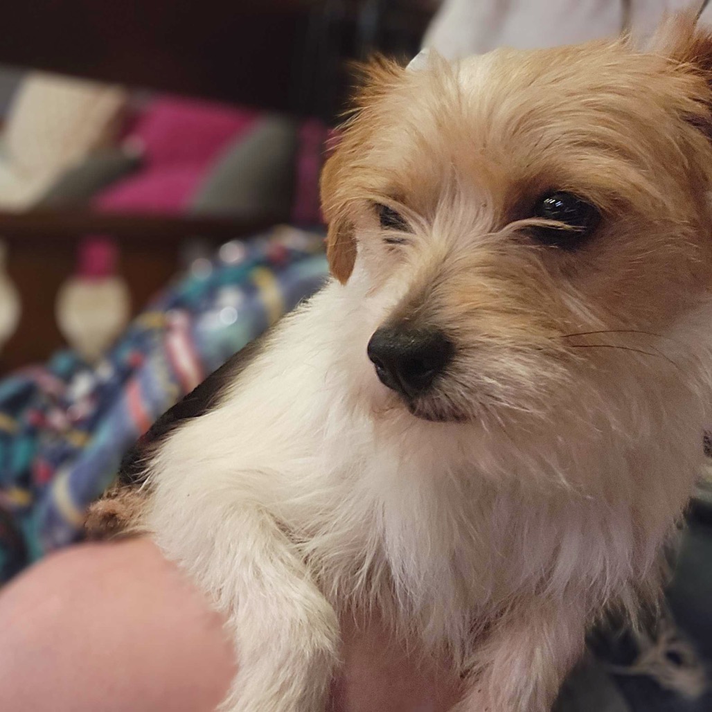 Clovis — thumbnail 2