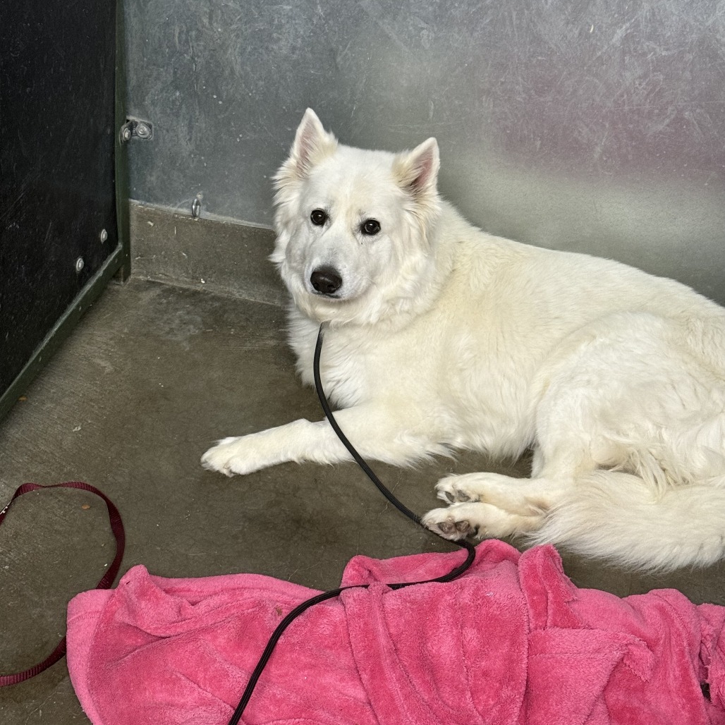Snow, adoptable at Endless Pawsibilities