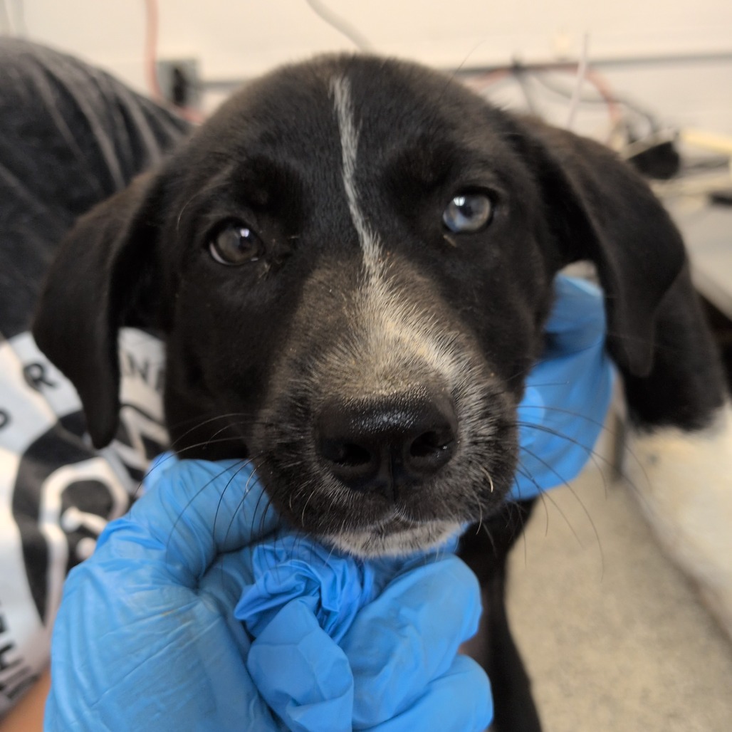 QUINN - Pointer / Mix available for adoption
