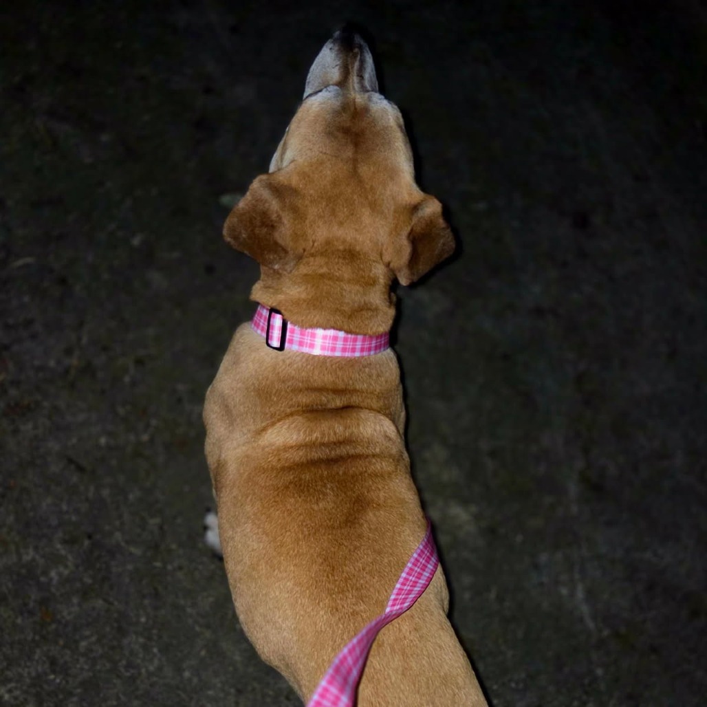 Tammy, photo 8