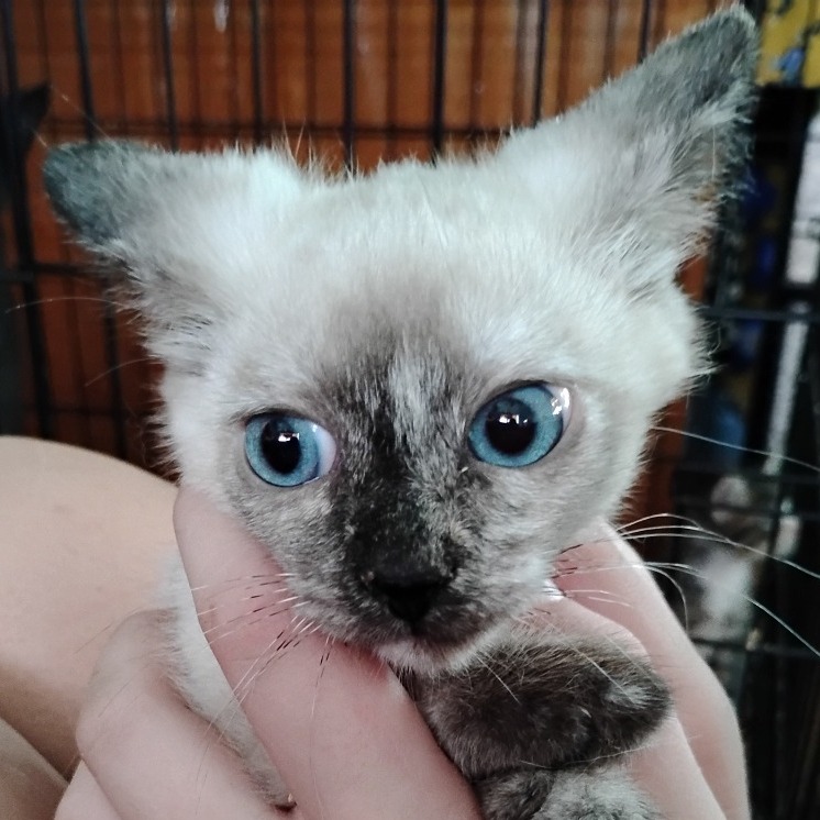 AUTUMN - Domestic Shorthair available for adoption