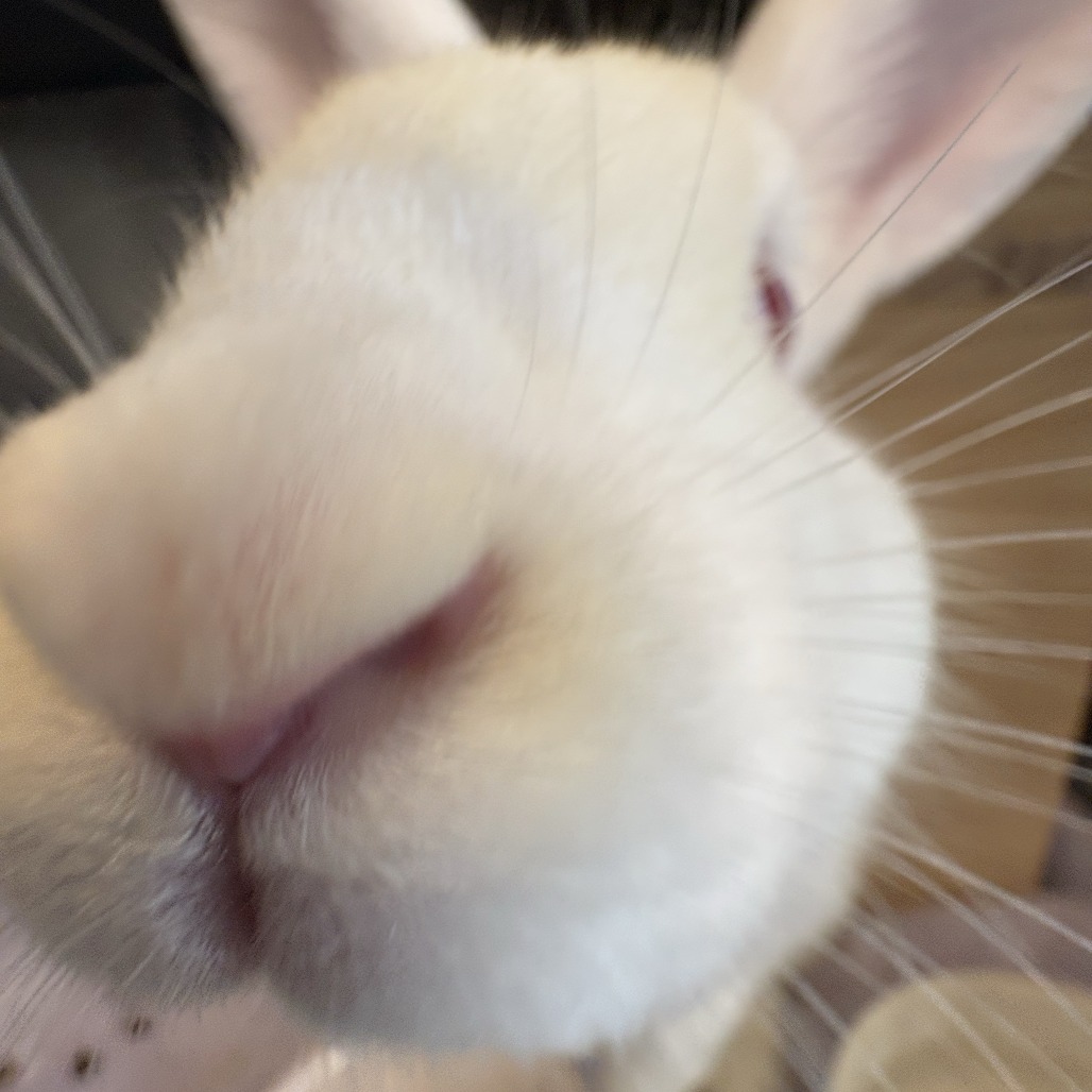Photo of Peter 4