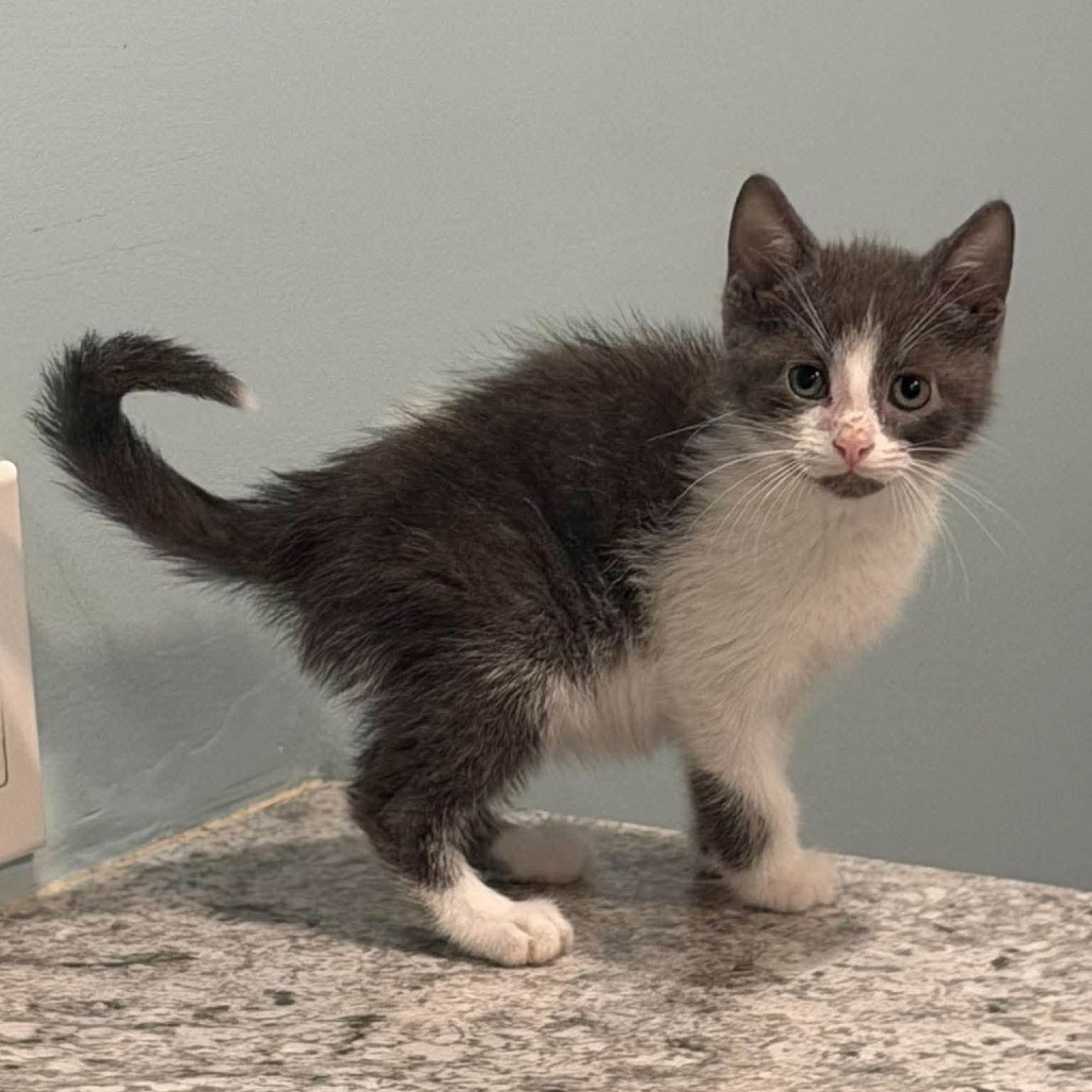 LEONARD - Domestic Shorthair available for adoption